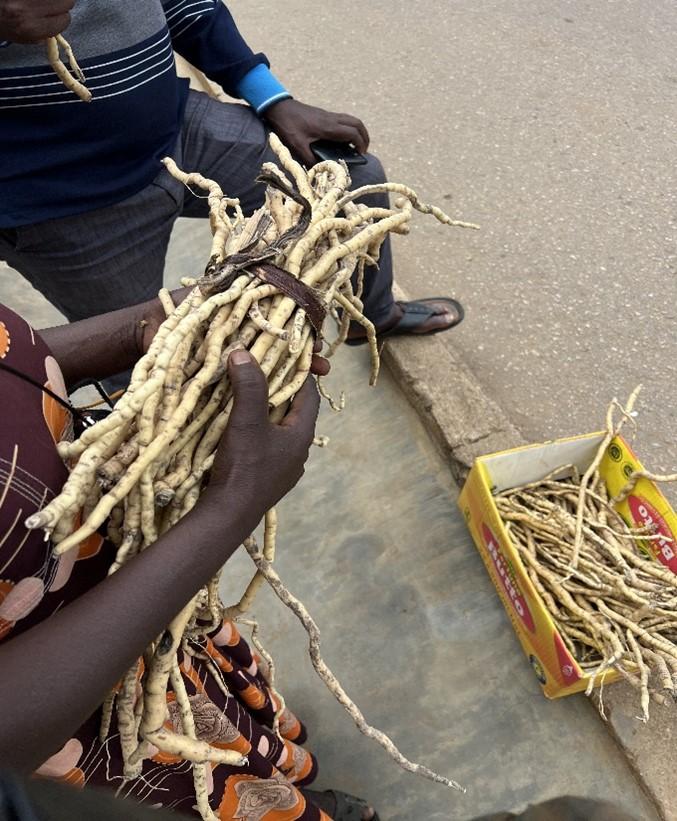 World Wildlife Day 2026: what does it mean for Uganda and sub-Saharan Africa?