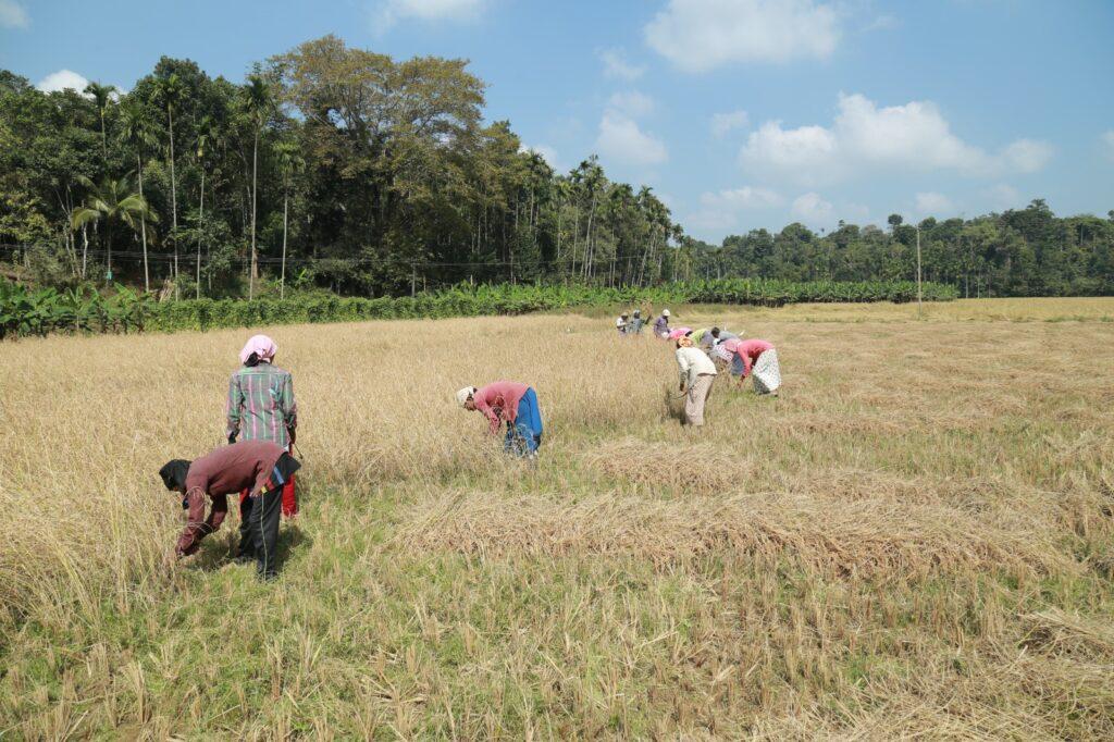 When Seeds Carry Memory: On Indigenous Spirituality, Biodiversity Conservation, and Sustainable Food Systems in Wayanad